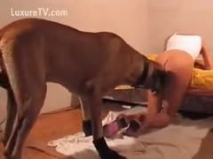 Curious amateur pervert slut girlfriend licking and sucking her boyfriends dogs big dick